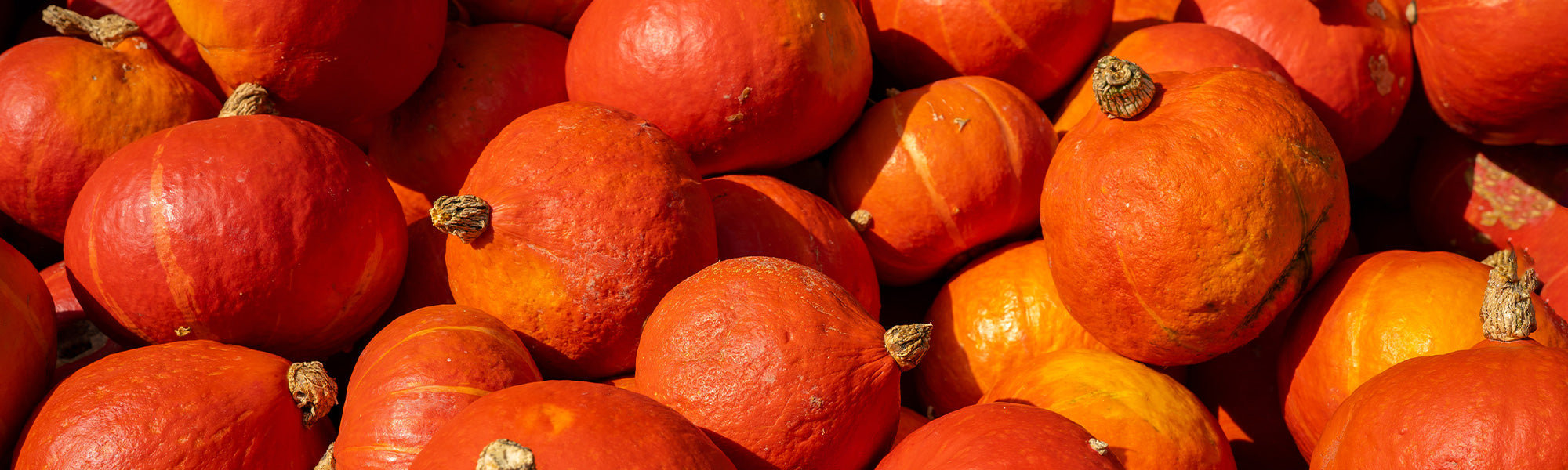 Pompoenen en kastanjepompoenen