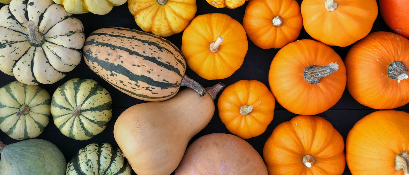 André's pompoen - Cucurbita andreana