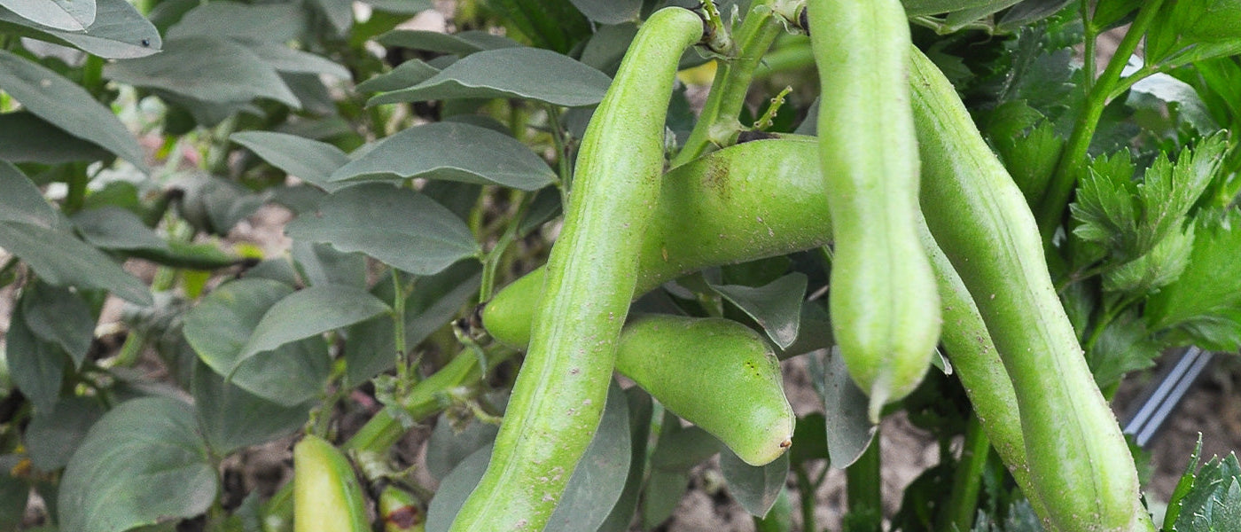 Tuinbonen