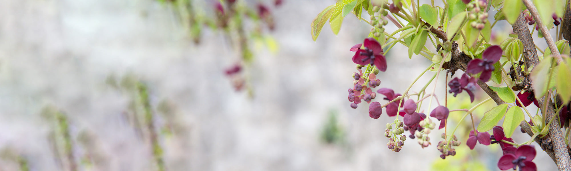 Gelobde klimaugurk - Akebia lobata