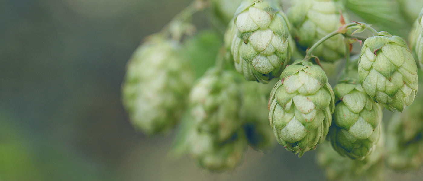 Yunnan-hop - Humulus yunnanensis