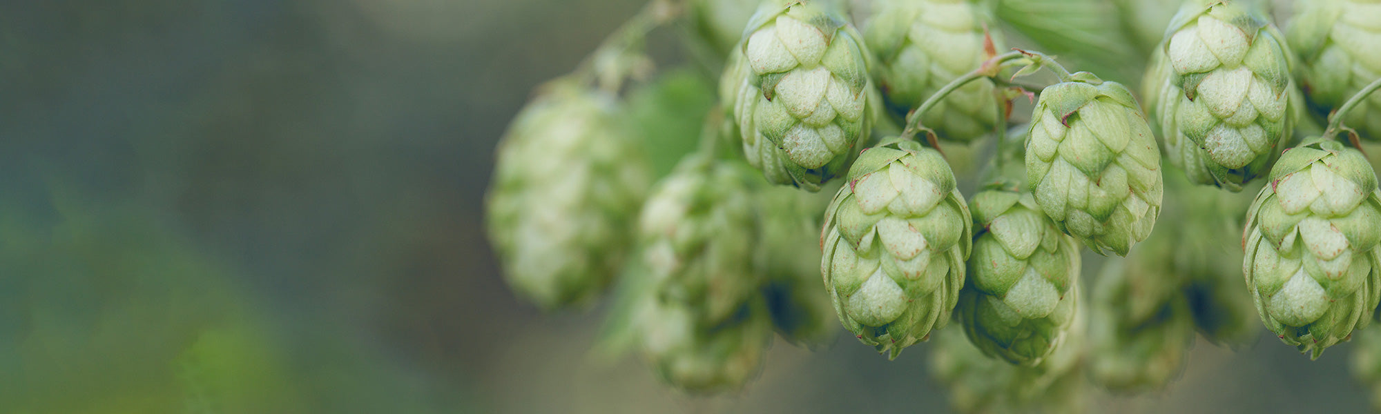 Yunnan-hop - Humulus yunnanensis
