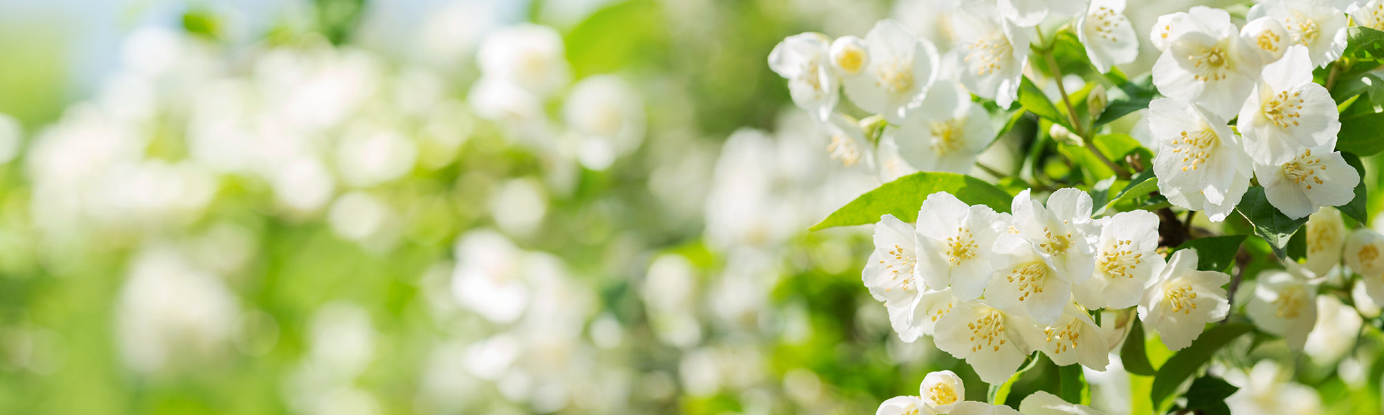 Arabische jasmijn - Jasminum sambac