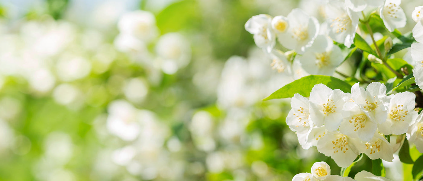 Veelbloemige jasmijn - Jasminum polyanthum