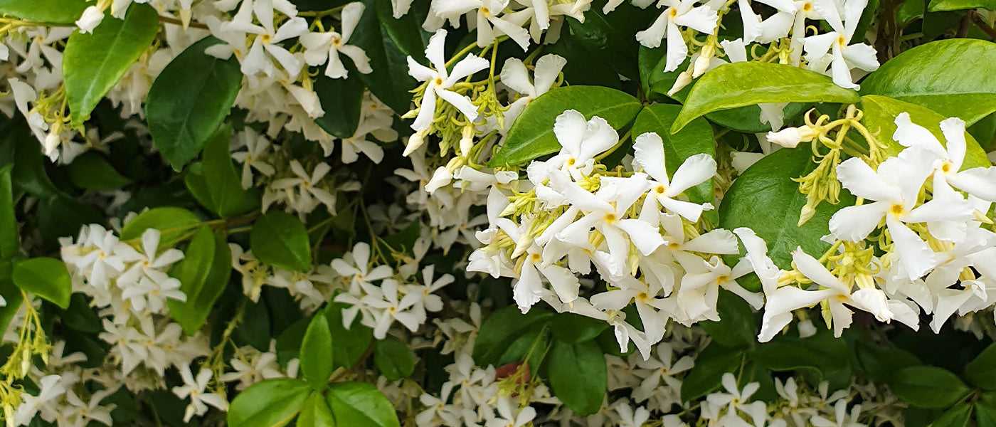 Wintergroene Klimplanten