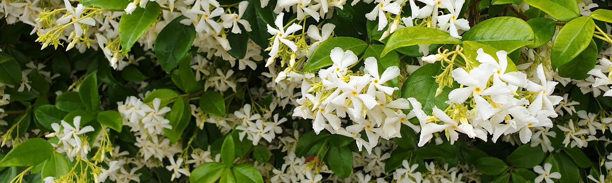 Wintergroene Klimplanten