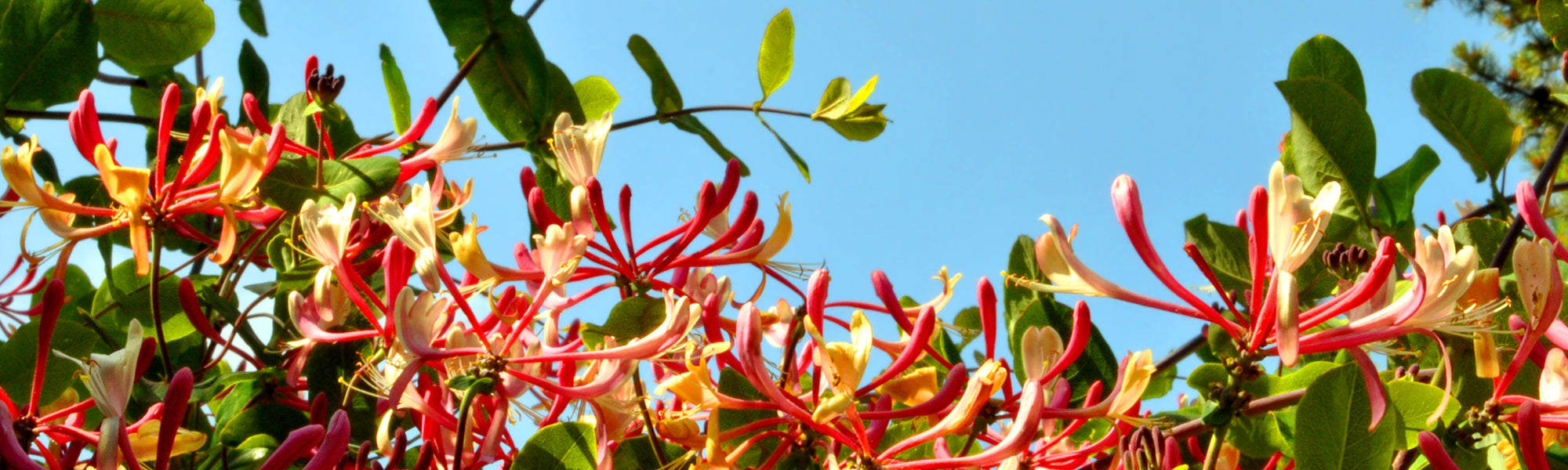 Honingzoete Klimmers