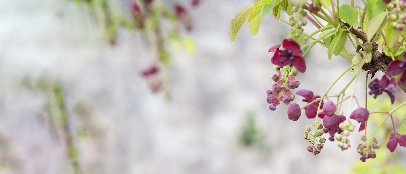 Gelobde driebladige klimaugurk - Akebia trifoliata var. lobata