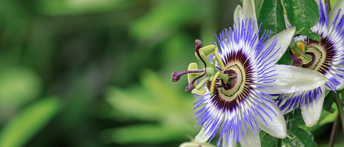 Zoete passiebloem - Passiflora ligularis