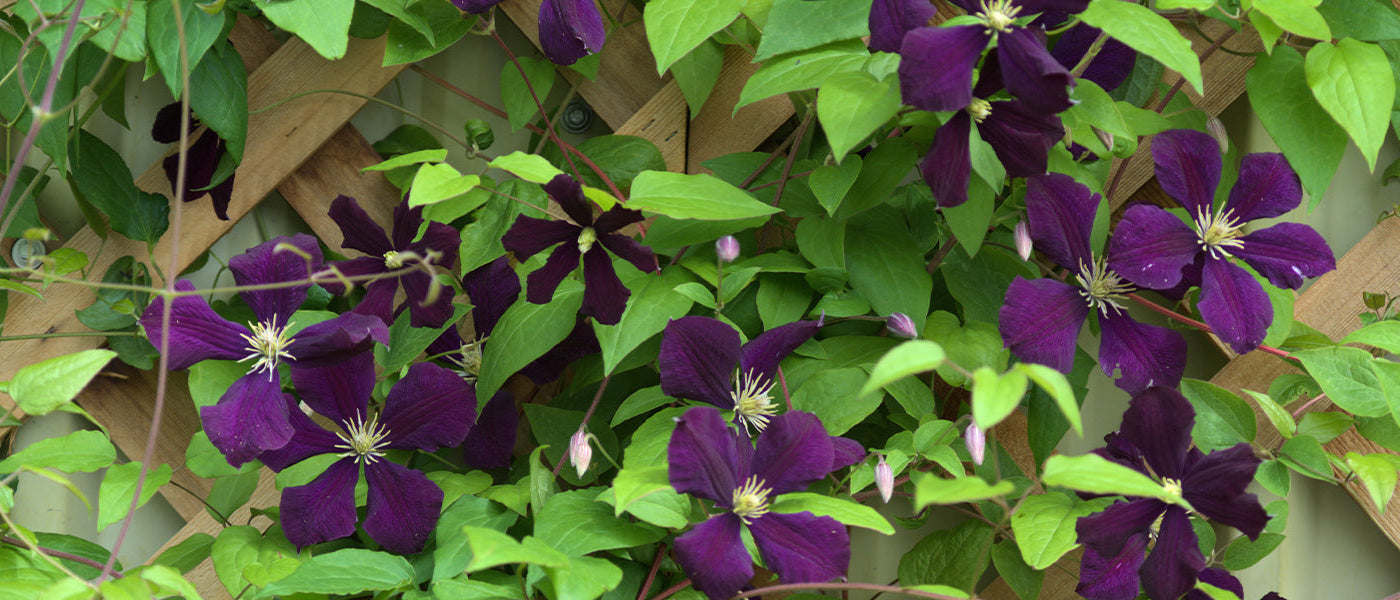 Rankende bosrank - Clematis cirrhosa