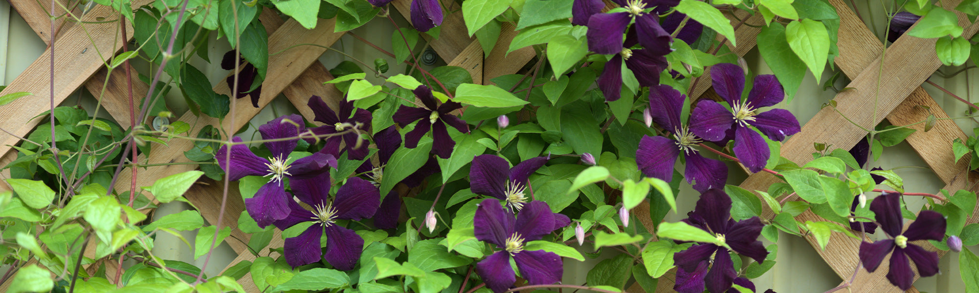 Bergbosrank - Clematis montana