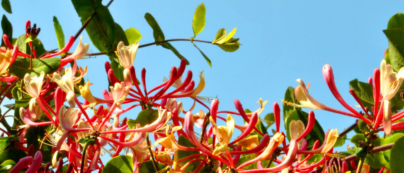 Wintergroene kamperfoelie - Lonicera sempervirens