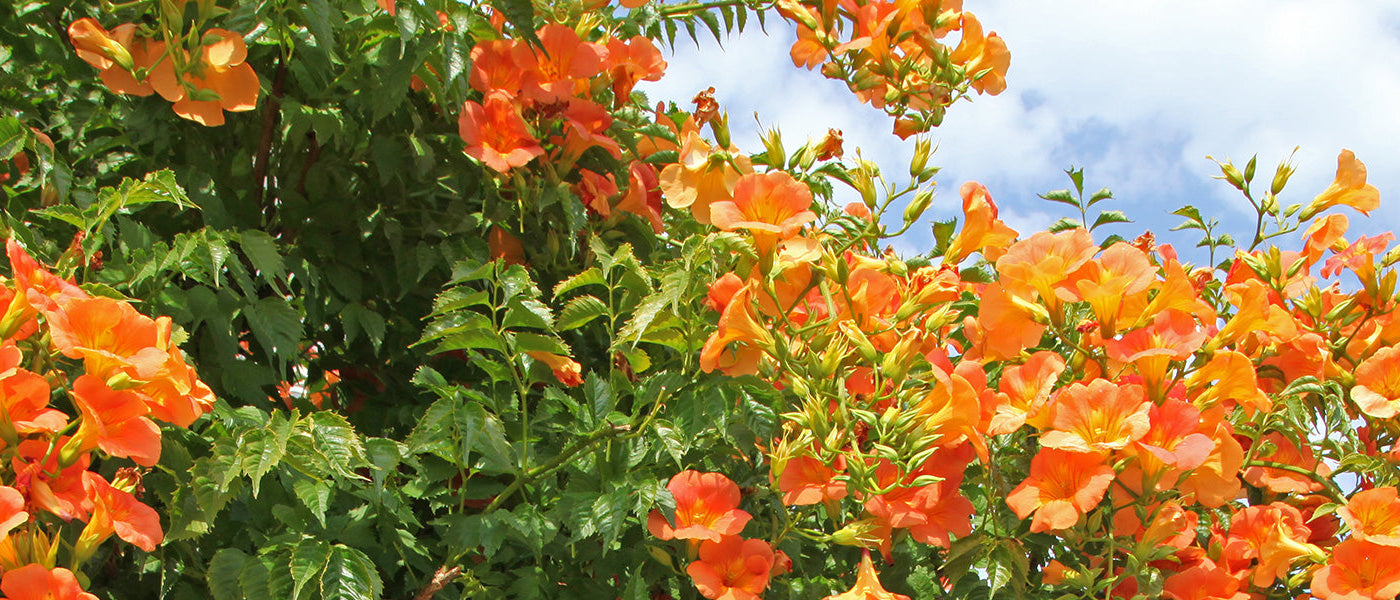 Grootbloemige trompetklimmer - Campsis grandiflora