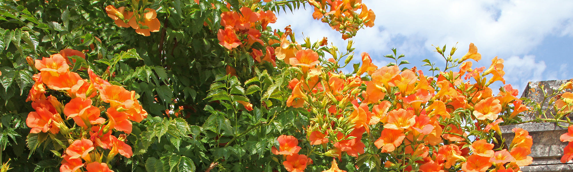 Grootbloemige trompetklimmer - Campsis grandiflora
