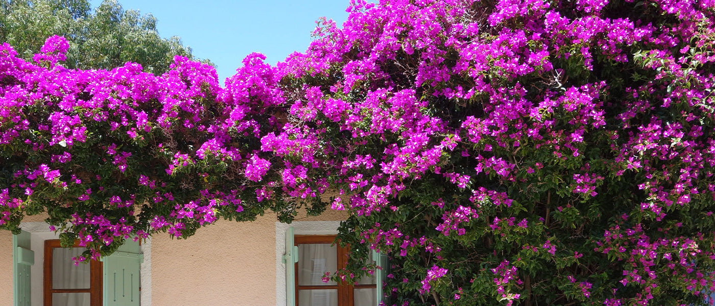 Bougainvillea's