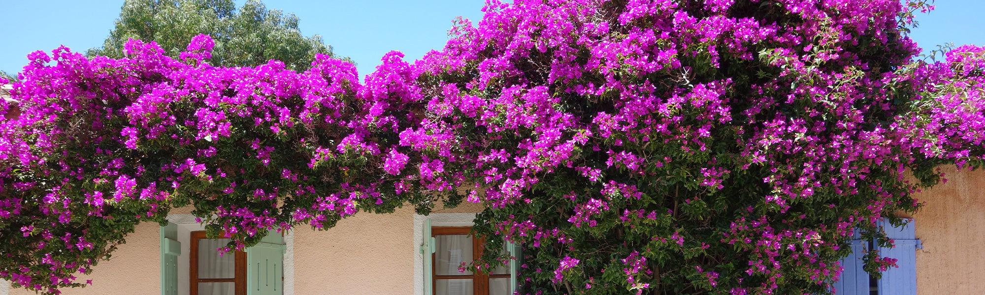 Kleinbladige bougainvillea - Bougainvillea microphylla