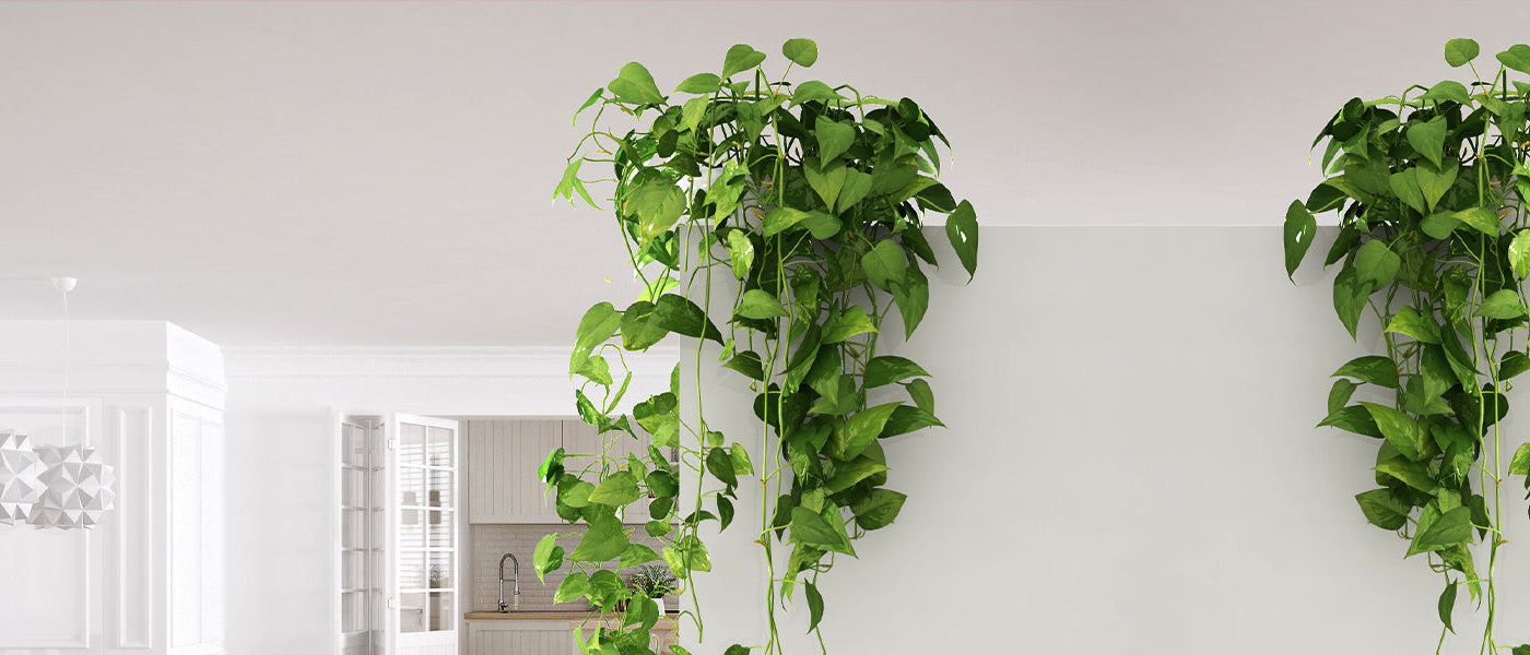 Algerijnse klimop - Hedera algeriensis