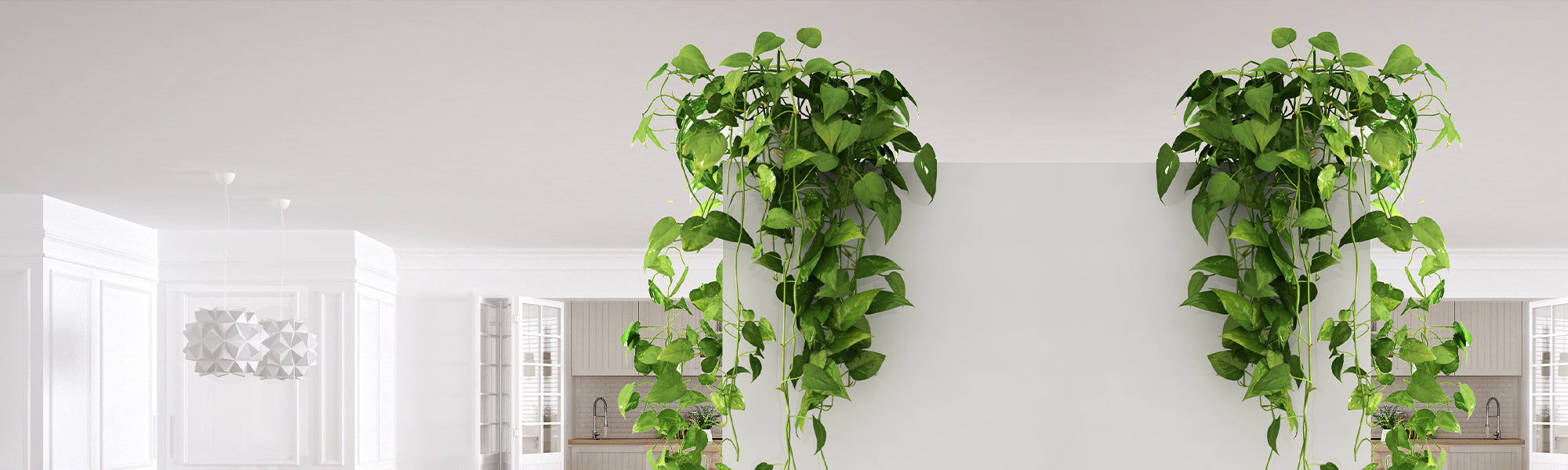 Algerijnse klimop - Hedera algeriensis