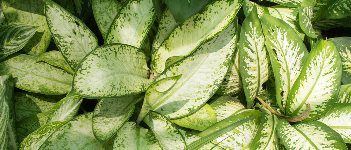 Dieffenbachia seguine