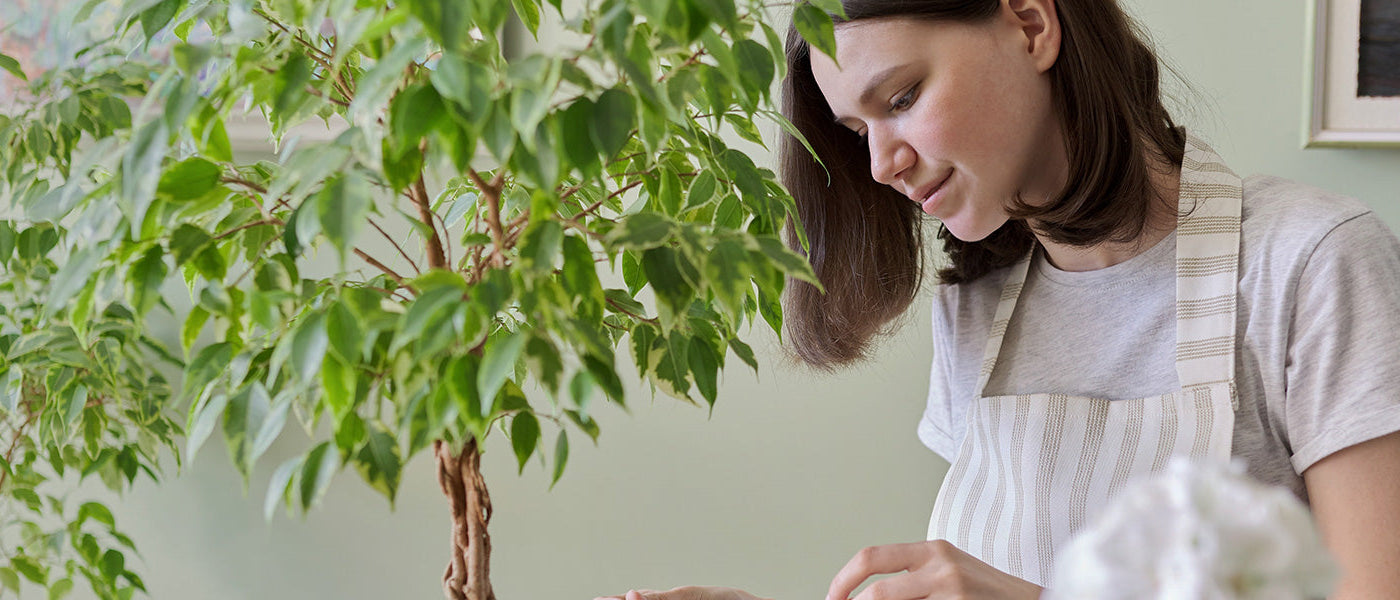 Gewone vijgenboom - Ficus carica