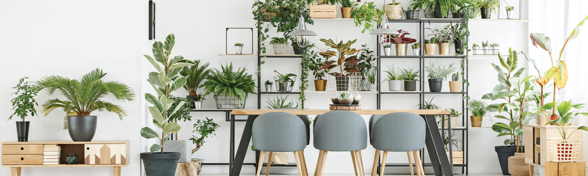 Nieuwe planten voor binnen