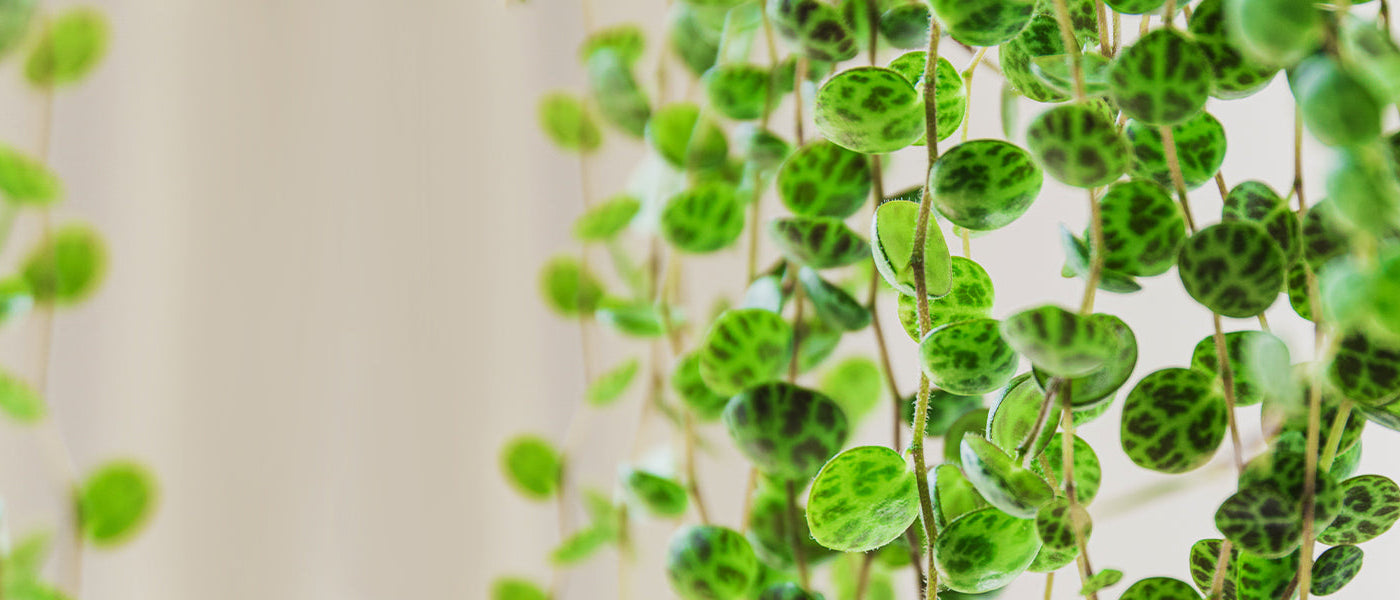 Peperomia-planten