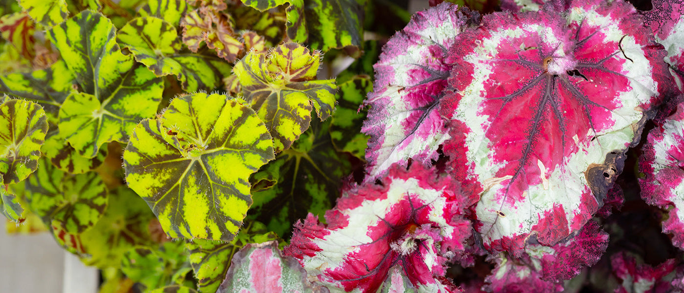 Binnenbegonia's