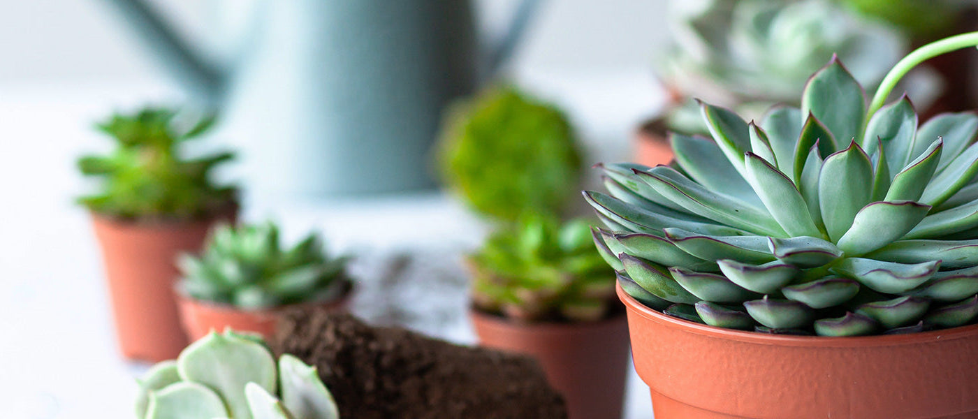 Harige echeveria - Echeveria setosa