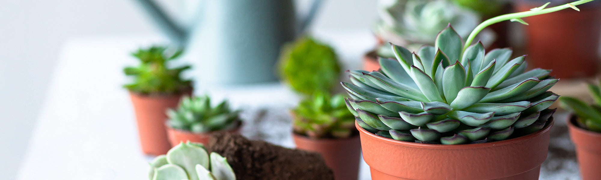 Harige echeveria - Echeveria setosa