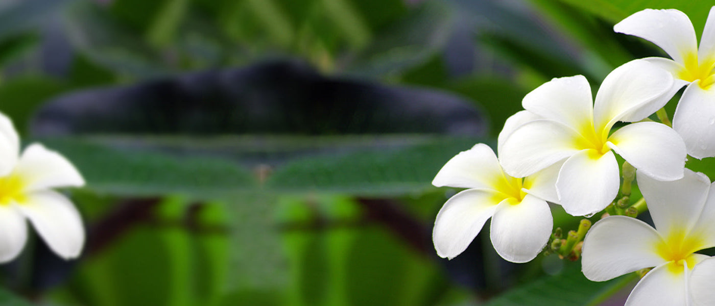 Tropische Tuinschatten