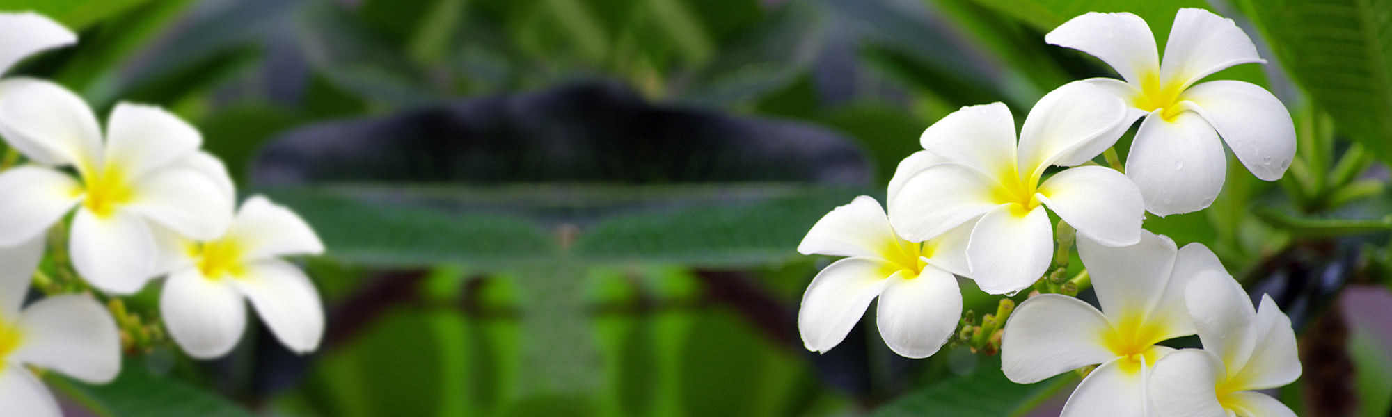 Tropische Tuinschatten