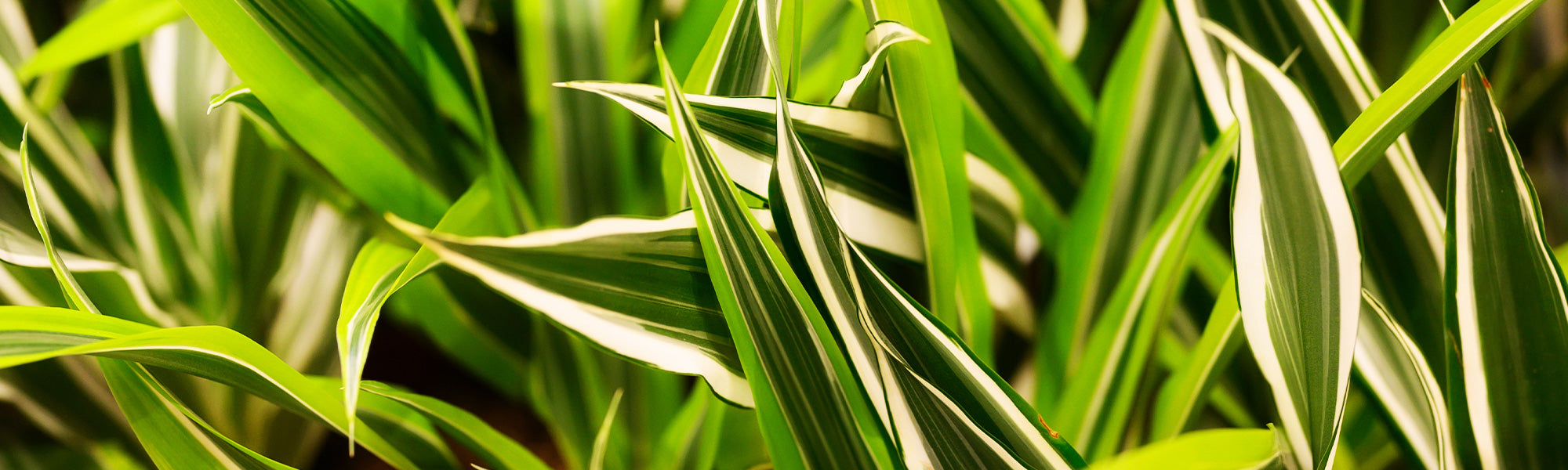 Randdrakenboom - Dracaena marginata