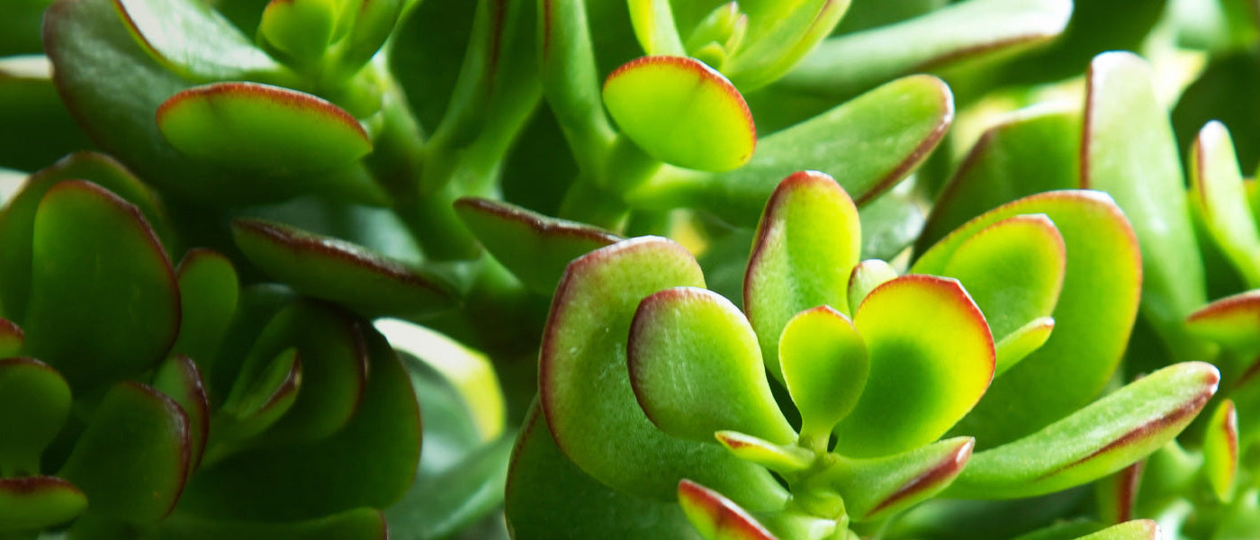 Veelholig vetblad - Crassula multicava