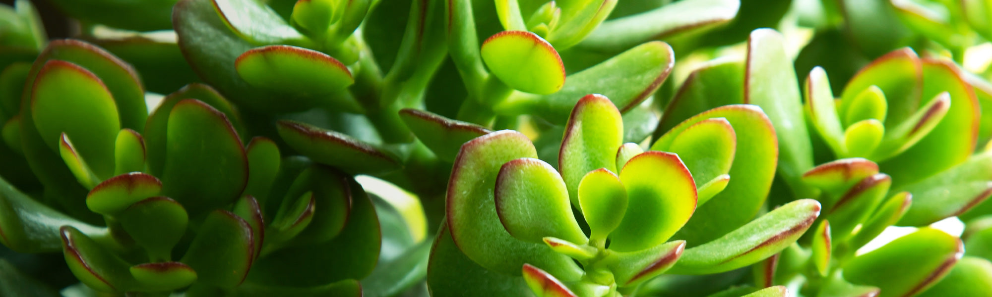 Veelholig vetblad - Crassula multicava