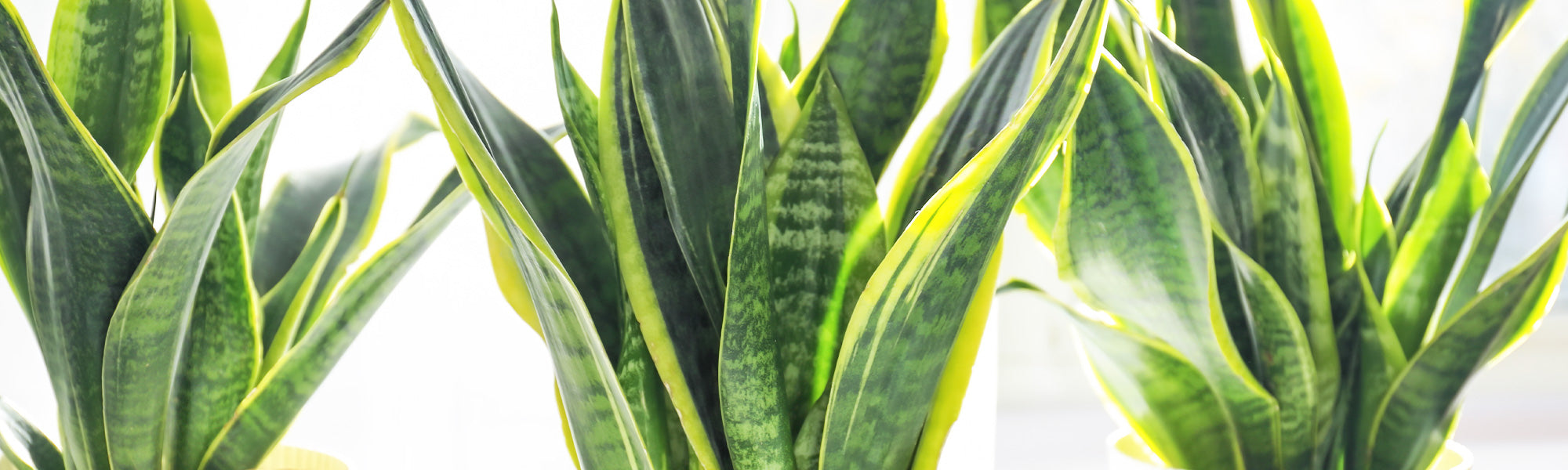 Cactussen en Vetplanten