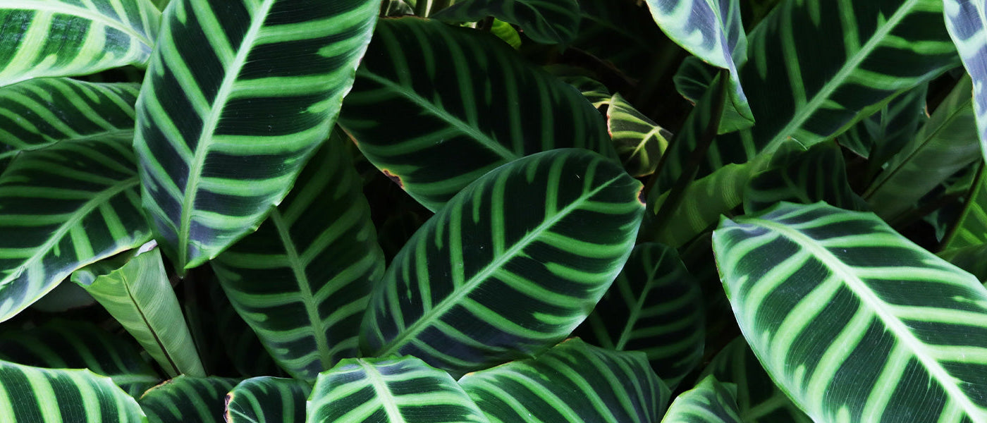 Lancetbladige calathea - Calathea lancifolia