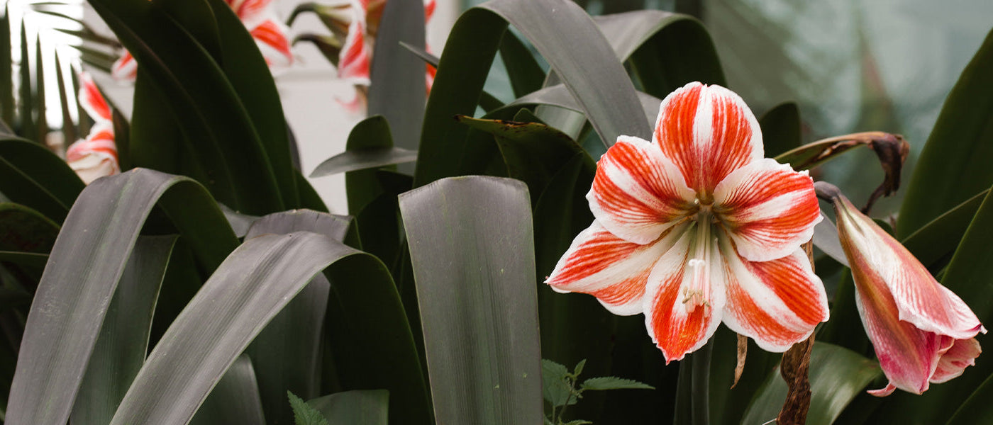 Koningin-amaryllis - Hippeastrum reginae