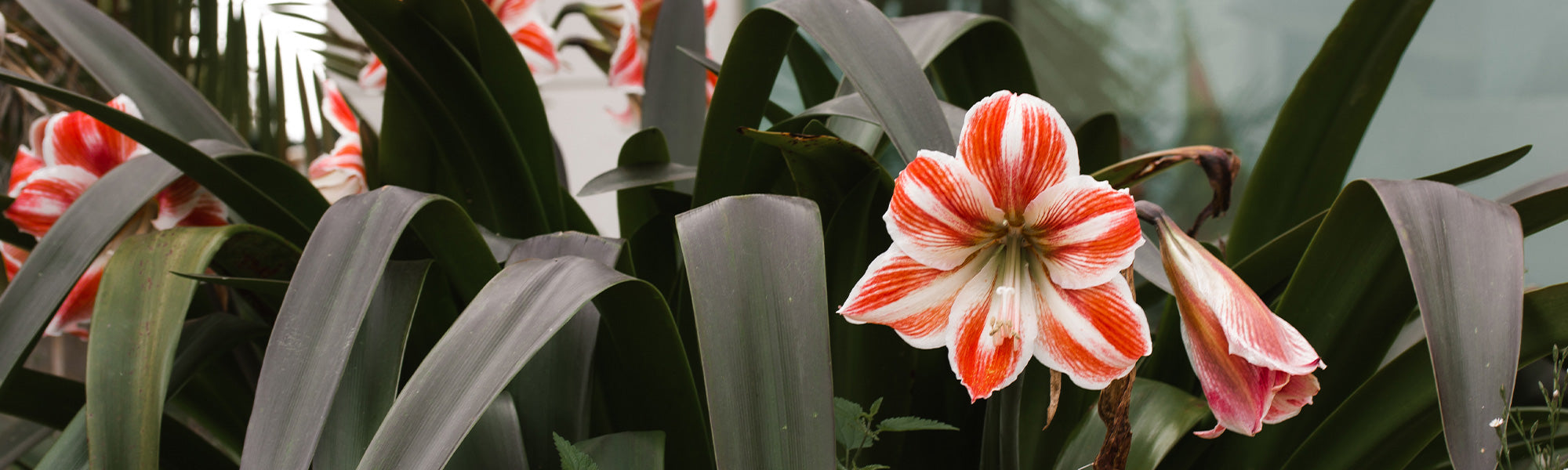 Koningin-amaryllis - Hippeastrum reginae