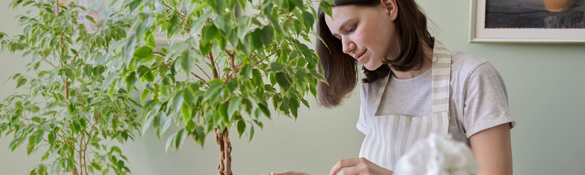 Rubberboom - Ficus elastica
