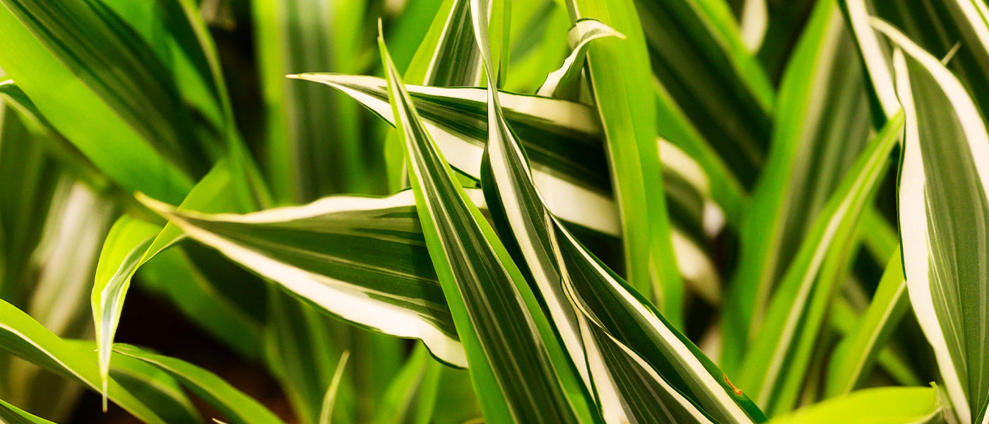 Drakenbloedboom - Dracaena draco