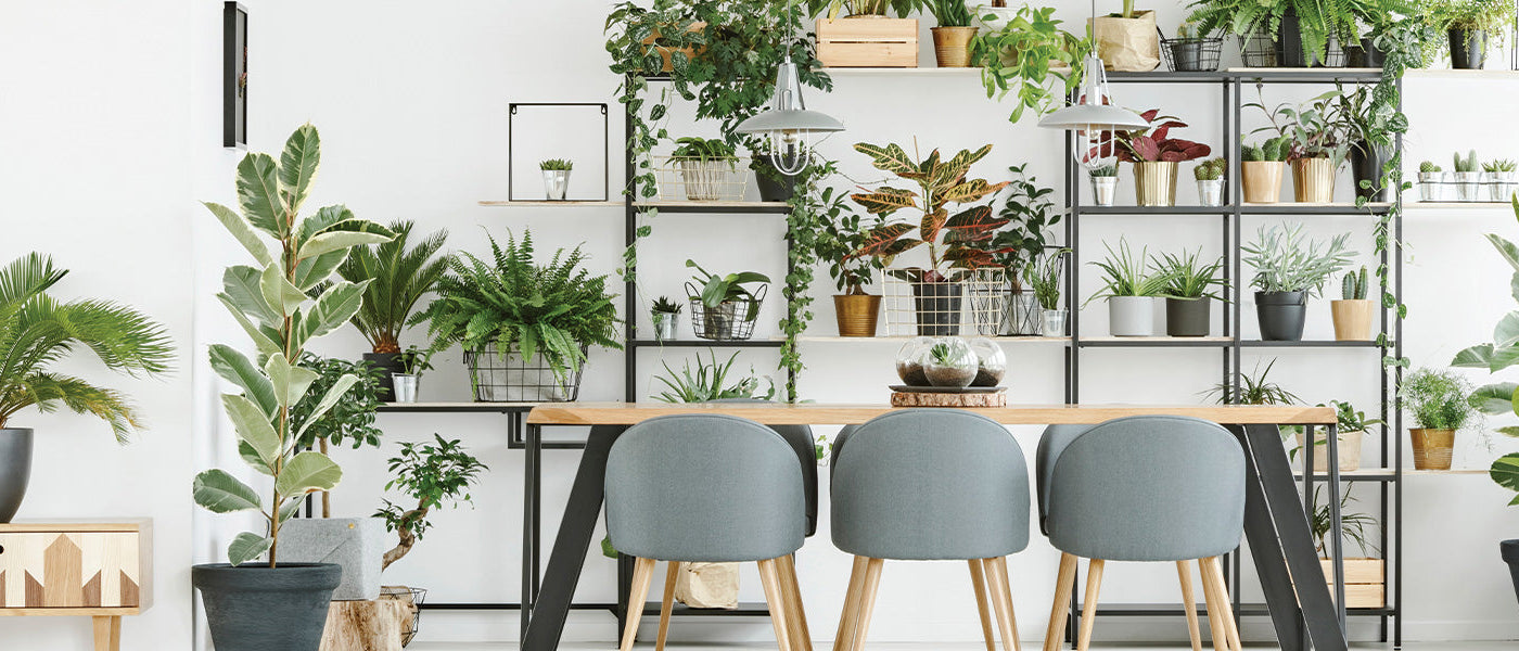 Slurf banaan - Ensete proboscideum