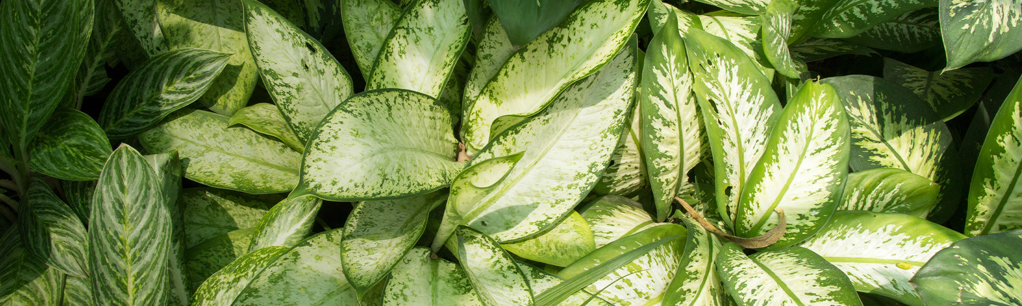 Dieffenbachia