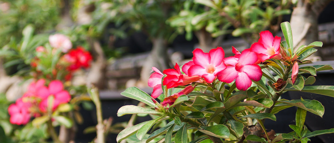 Bloeiende planten