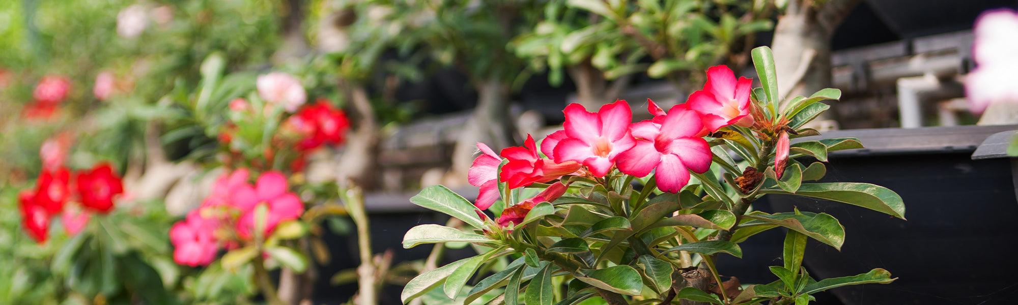 Bloeiende planten