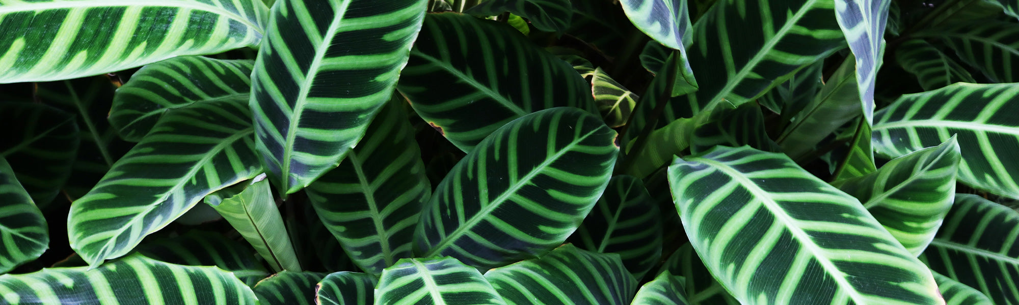 Roosgeschilderde calathea - Calathea roseopicta