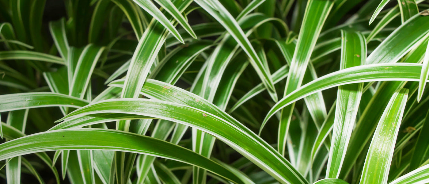 Groene Weelde