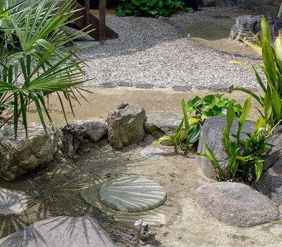 Planten voor droge grond