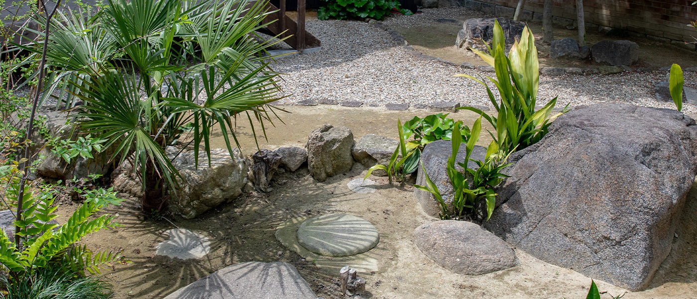 Droogtebestendige Planten