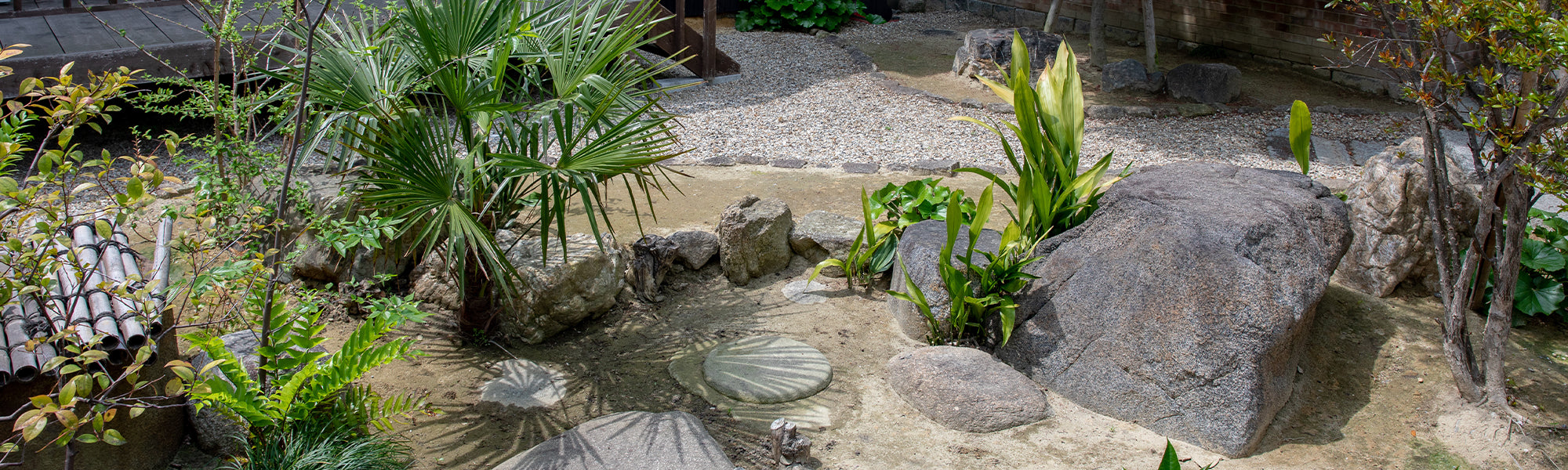 Droogtebestendige Planten