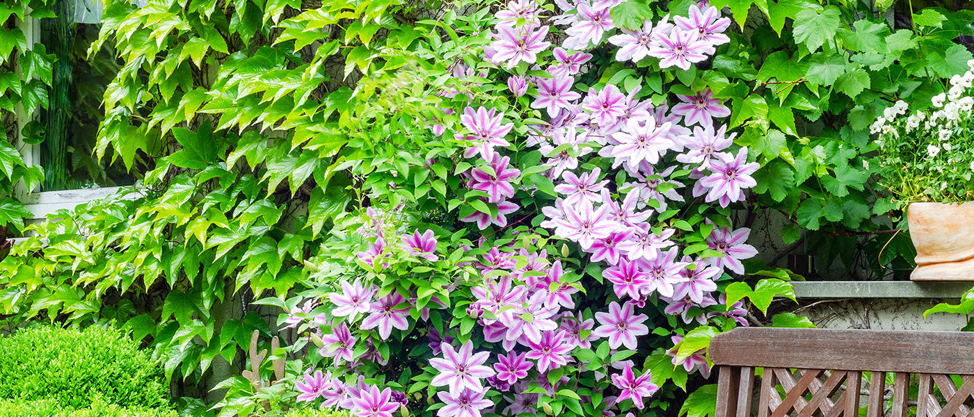 Zomerbloeiende klimplanten